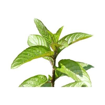 Menthe poivrée séchée