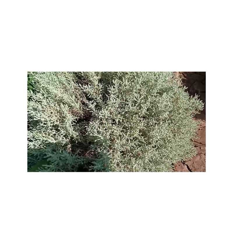 الشيح المجفف - منتج طبيعي من المغرب